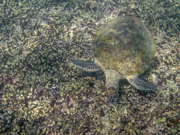 En grøn skildpadde svømmer i havet nær Muscat kysten i Oman - Stock-foto