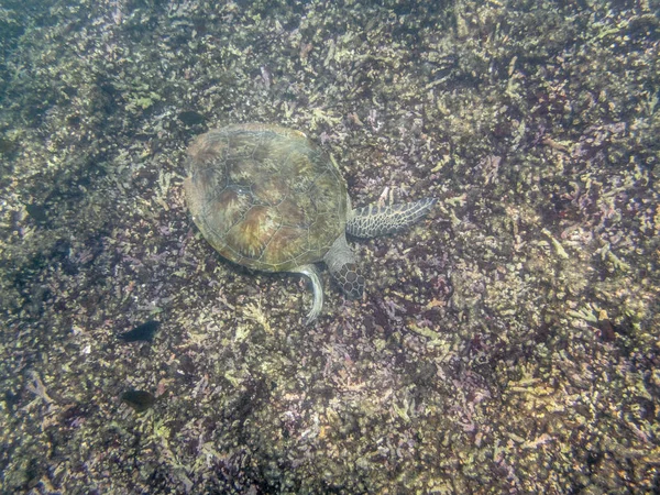 Zielony Żółw pływający w morzu w pobliżu wybrzeża Muscat w Omanie — Zdjęcie stockowe