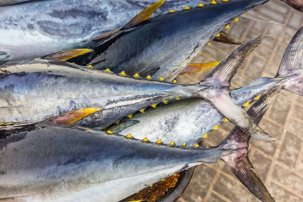 Atum albacora amarelo fresco capturado no mercado do peixe em Mascate - 3 — Fotografia de Stock