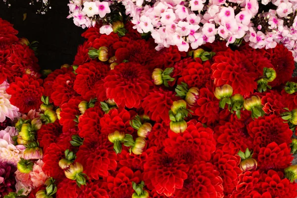 Bouquets de flores Dahlia no mercado em Munique - 2 — Fotografia de Stock