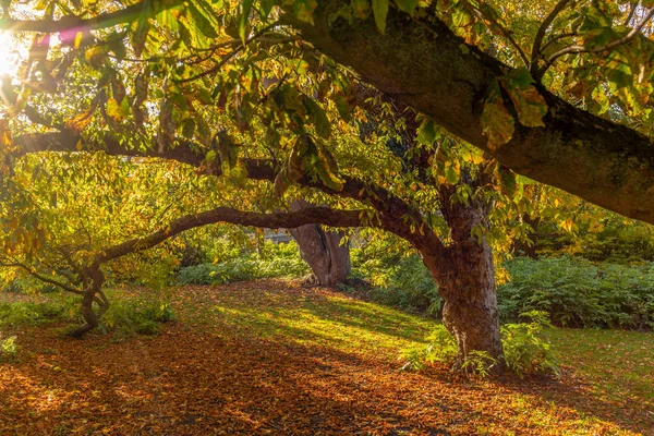 Kleurrijke herfstbomen in een park in Kopenhagen in Denemarken - 2 — Stockfoto