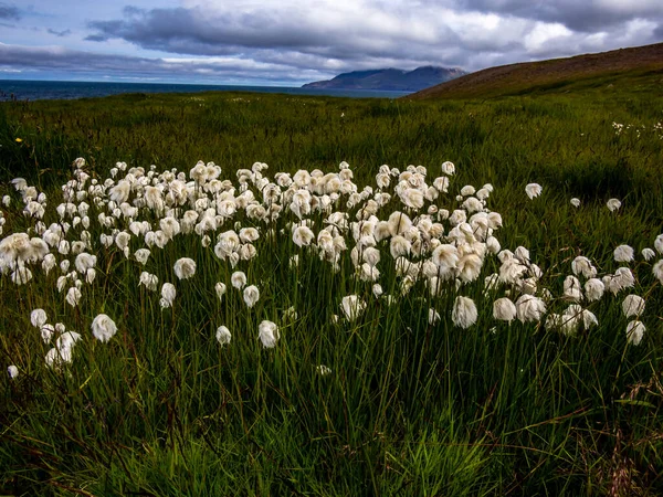 Patch de coton lumineux en Islande — Photo