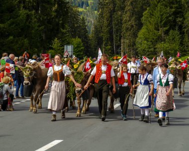 Lenzerheide, İsviçre - 6 Eylül 2014: Geleneksel İsviçre inek geçidi (Alpabzug) yazın sonunda, Lenzerheide Voa Principala 'da