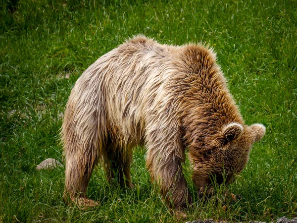 Bear in the mountains — Stock Photo, Image