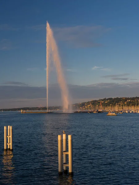 Curious seagull watching the water jet — 스톡 사진