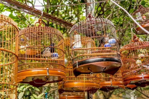 Kuş bahçesinde ve Yuen Po 'daki markette kafeslerdeki kuşlar asılı.