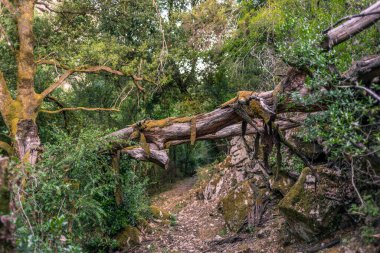 Korsika 'daki dağlarda devrilmiş ağaçlarla dolu patika.