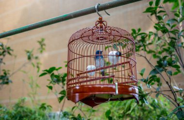 Kuş bahçesinde ve Yuen Po 'daki markette kafeslerdeki kuşlar asılı.
