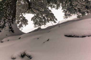İsviçre Alplerinde şiddetli kar altında ağaçlar - 16