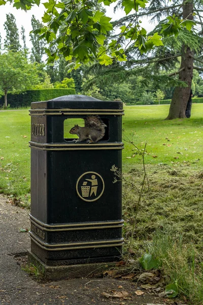 Londra 'da bir parkta sincap yiyecek arıyor - 2 — Stok fotoğraf