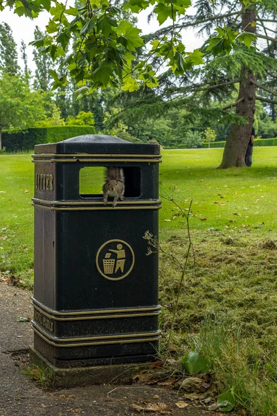 Eekhoornspeurtocht naar voedsel in een park in Londen - 1 — Stockfoto