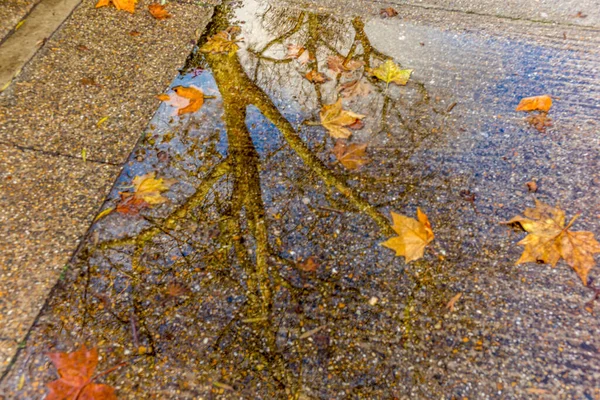 Reflet d'arbre dans une flaque d'eau à Londres — Photo