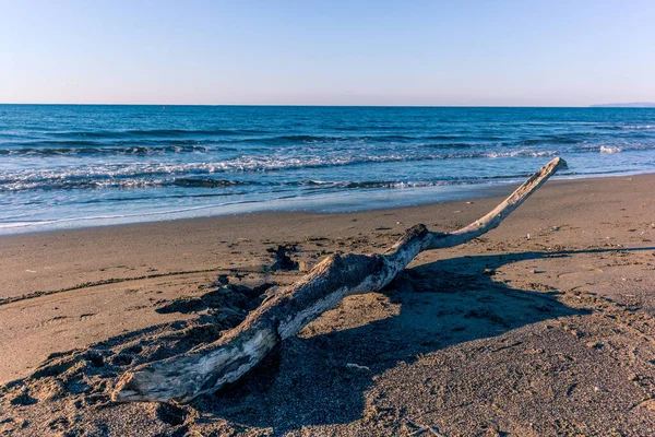 Tree trunk on the beach in Tuscany — Stock Photo, Image