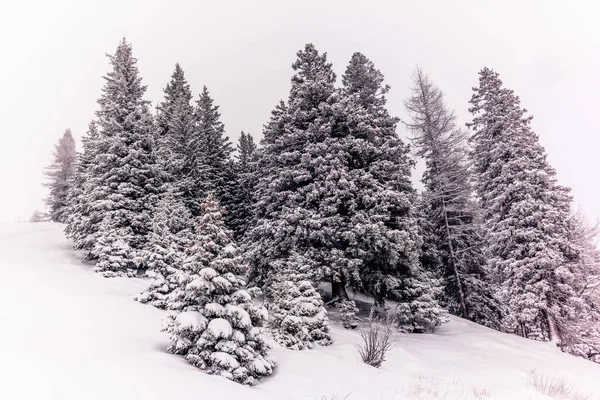 Trees in the Swiss Alps under an heavy snowfall - 6 — Stock Photo, Image