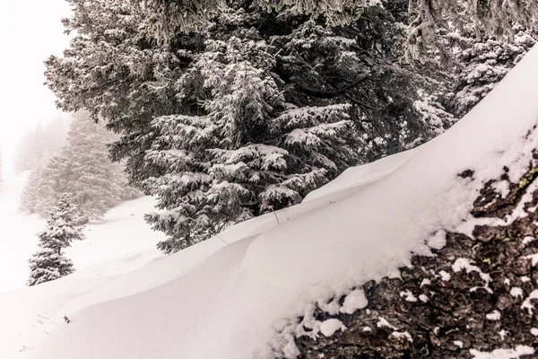 Árvores nos Alpes suíços sob uma forte queda de neve - 8 — Fotografia de Stock