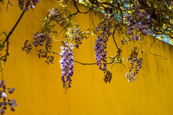 Flores de Wisteria na Toscana - 2 — Fotografia de Stock