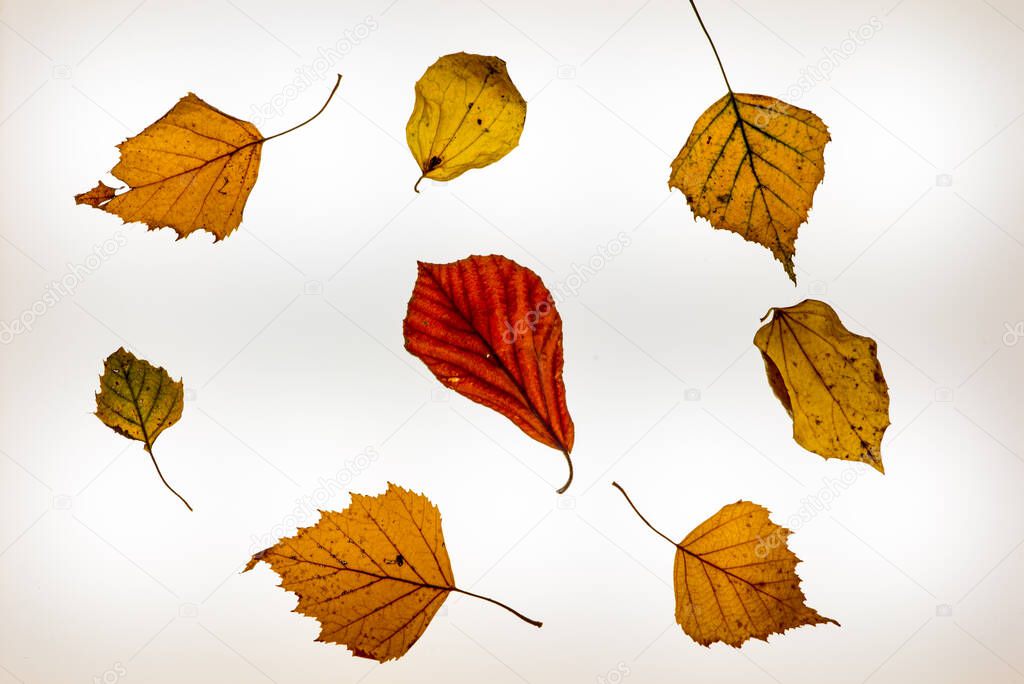 Isolated colorful autumn leaves on a lightbox - 2