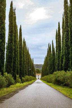 Terk edilmiş eski bir tren istasyonuna giden bir selvi bulvarı.
