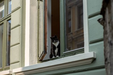 Bergen 'de pencere eşiğinde siyah beyaz bir kedi.