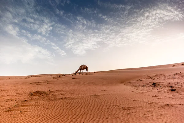 Chameaux sauvages sur les dunes du désert de Wahiba Sands à Oman at s — Photo