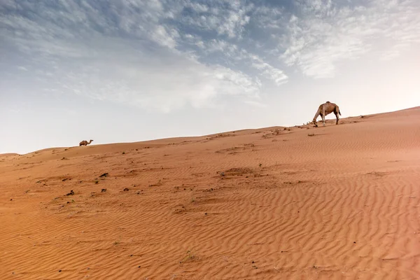 Wilde kamelen op de duinen van de Wahiba Sands woestijn in Oman op s — Stockfoto