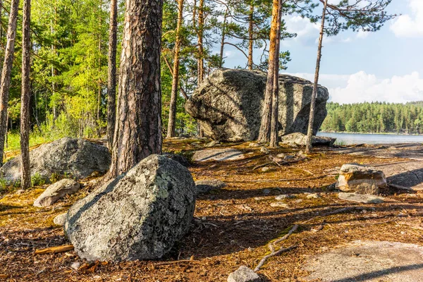 Gletsjererloopvogels bedekt met mos en korstmossen in het Kolovesi Nat — Stockfoto