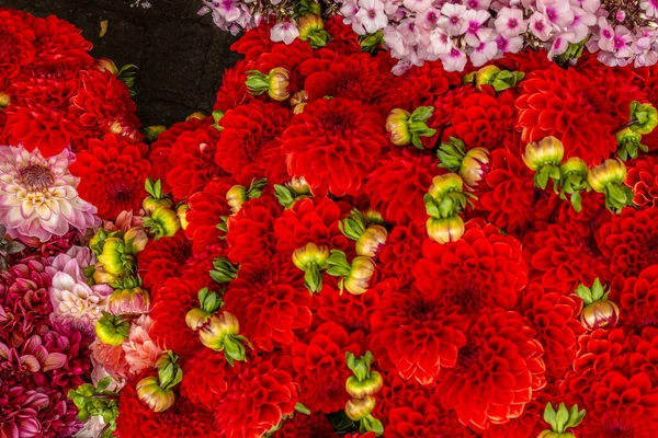 Bukiety kwiatów Dahlia na rynku w Monachium - 1 — Zdjęcie stockowe