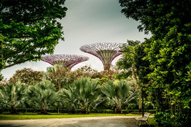 Singapur, Singapur - 3 Nisan 2017: Körfez kıyısındaki Singapur Bahçeleri 'nde renkli süperağaçlar.