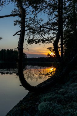 Finlandiya 'daki Kolovesi Milli Parkı' ndaki Saimaa gölünün sakin sularını yansıtan çam ağaçları