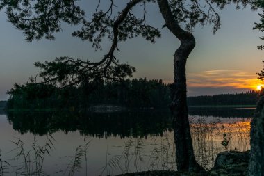 Finlandiya 'daki Kolovesi Milli Parkı' ndaki Saimaa gölünün sakin sularını yansıtan çam ağaçları