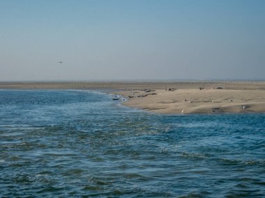 Ameland adası yakınlarındaki Wadden Denizi 'nin kumlu sahillerinde dinlenen yaşlı ve genç foklar.