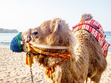 Umman 'daki Muscat plajında renkli devenin yakın çekimi.