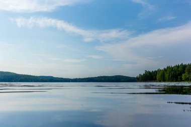 Finlandiya 'daki Kolovesi Milli Parkı' ndaki Saimaa gölünün kıyısındaki sessiz vahşi orman.