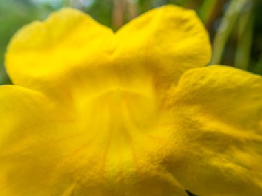 Baharda egzotik çiçeklerle dolu güzel bir makro.