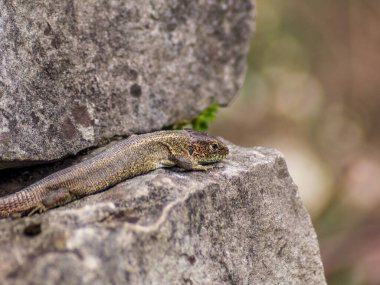 Kertenkele ilk bahar gününde duvarda dinleniyor.