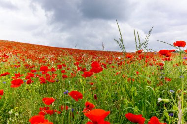Kırmızı çiçek haşhaş alan 