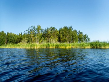 Finlandiya 'daki Kolovesi Milli Parkı' ndaki Saimaa Gölü kıyılarındaki vahşi orman manzarası