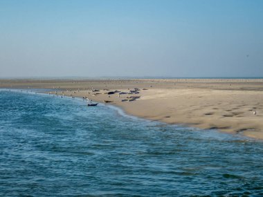 Ameland adası yakınlarındaki Wadden Denizi 'nin kumlu sahillerinde dinlenen yaşlı ve genç foklar.
