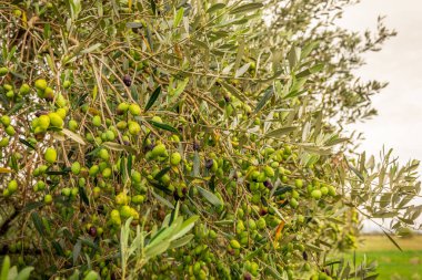 Sonbaharda hasat etmeden önce Tuscany 'de dallarda olgunlaşan zeytinler.
