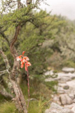 Cape Town 'daki Masa Dağı' nda yürüyüş yaparken kır çiçekleri
