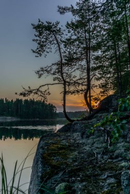 Finlandiya 'daki Kolovesi Milli Parkı' ndaki Saimaa gölünün sakin sularını yansıtan çam ağaçları