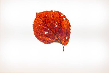 Aydınlatma kutusunda izole edilmiş sonbahar yaprakları 