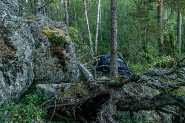 Finlandiya 'daki Kolovesi Milli Parkı' ndaki Saimaa gölünün kıyısındaki vahşi ormanda yalnız bir çadır.