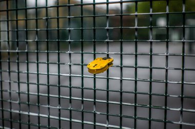 A romantic yellow love lock on fence in London clipart