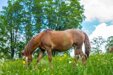 İsviçre Jura Alplerinde vahşi ve özgür at otluyor.