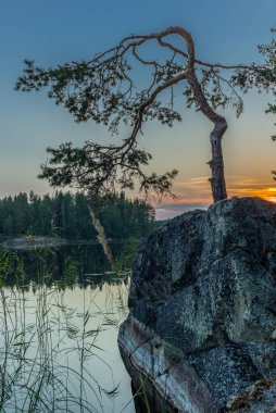 Finlandiya 'daki Kolovesi Milli Parkı' ndaki Saimaa gölünün sakin sularını yansıtan çam ağaçları