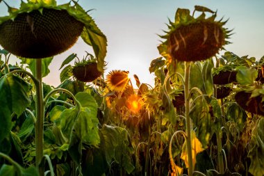 Gün batımında İsviçre 'de ayçiçeği tarlası