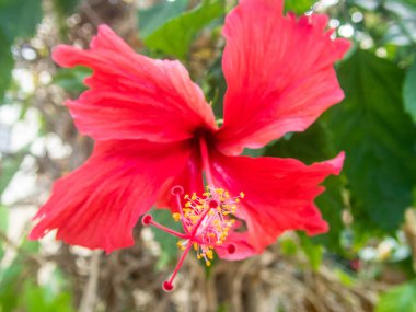 Baharda egzotik çiçeklerle dolu güzel bir makro.