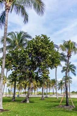 Miami Sahili 'nde avuç içi ve kum