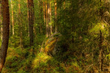 Finlandiya 'daki Kolovesi Ulusal Parkı' nda yaban mersini bitkilerinin arasında yosun ve zambakla kaplanmış buzul erratikleri